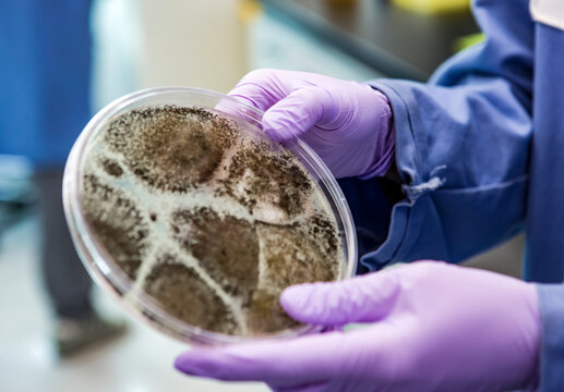 Bioscience research in a laboratory