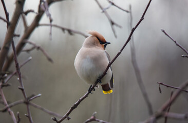 Bohemian waxwing colourful tufted bird perching in a cold spring day