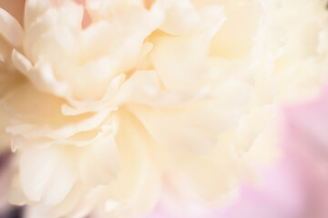 Macro disfocused photo of beautiful white pink peony.