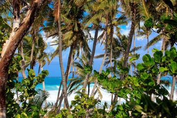 paradise right passing the trees