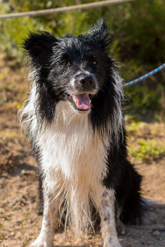 Portrait of a cheerful dog sitting on ground