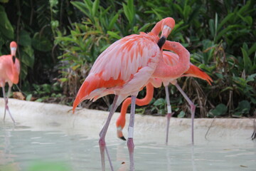 Fototapeta na wymiar pink flamingos 2