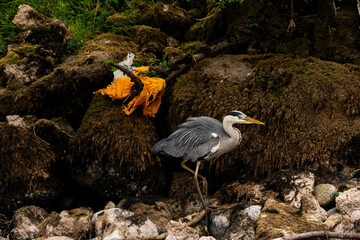 A heron on the banks of the river Eamont