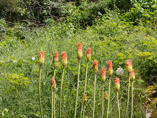Kniphofia uvaria, tritomes à longues grappes ou faux aloès aux fleurs rouge orangé et jaune en...