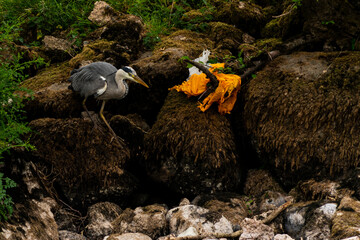 A heron on the banks of the river Eamont