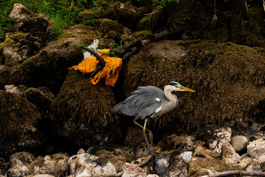 A Heron On The Banks Of The River Eamont