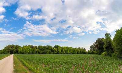 Una strada sterrata attraverso i campi
