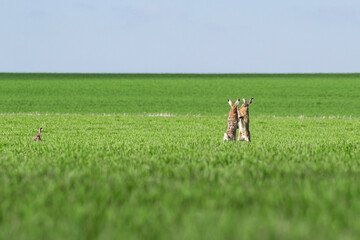 fighting hares in the middle of a green field © Petr Leczo