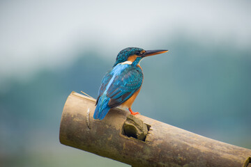 kingfisher on a branch