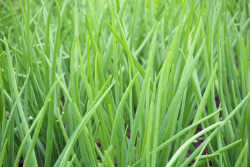 Fototapeta na wymiar green spring onion close up