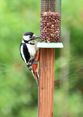 woodpecker eating nuts
