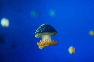 yellow jellyfish in blue water © JCNakatani