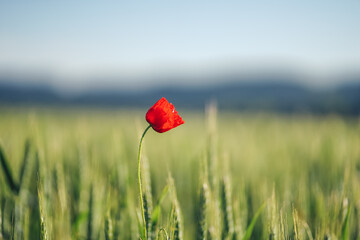 Red poppy in a field in Saxon Switzerland