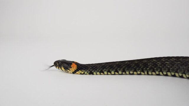 Snake viper on a white background