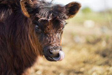 Fototapeta premium Close up of a brown cow