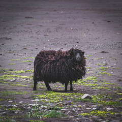 A lone black sheep looks at the camera on an Icelandic beach.