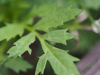 Green leaf in a Spring Garden