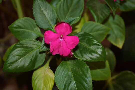 balsamina rosta fiucha