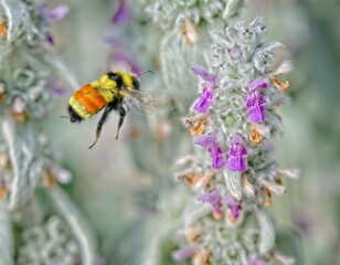 Busy Bee