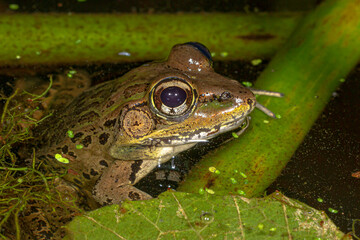 leopard frog