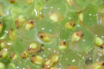 Zelfklevend Fotobehang kikkervisje kikker regenwoud © +NatureStock