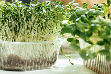 Micro green in tray on table close up