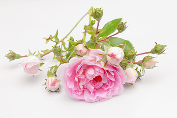 Fototapeta premium Beautiful pink rose with small buds and leaves on a white background