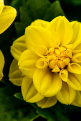 yellow flower in the garden