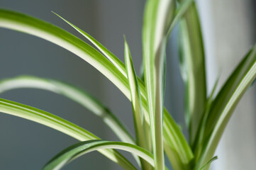 Close up of the fresh leaves of the chlorophytum. Botanical macrophotography for illustration of chlorophytum