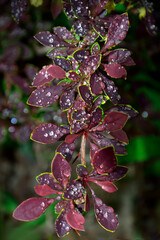 Artistic summer background with wet twig of Berberis thunbergii Coronita  - colorful ornamental...
