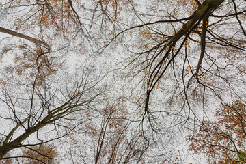 autumn  forest in Makegemse bossen nature reserve, Flanders, Belgium