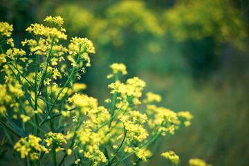 Yellow rapseed flowers with dark green background. Bio canola. Many colorful flowers with bookeh and shallow depth of field. Fresh spring field in the Month of May from Karlstadt - Bavaria, Germany