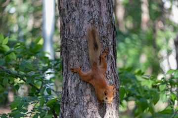 Close up portrait of funny and curious euroasian red squirrel stretched out on tree trunk, summer woodland park outdoors