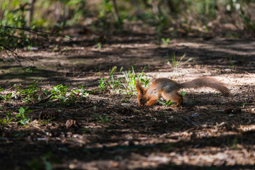 Euroasian red squirrel on the ground looking for nuts to eat in woodland park outdoors