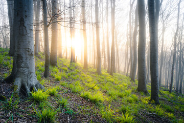 Sonnenaufgang im Teutoburger Wald bei Porta Westfalica