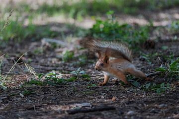 Euroasian red squirrel with fluffy tail standing on the ground and watching warily in summer park