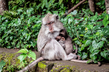 Naklejka na ściany i meble Balinese long-tailed Monkey mother and offspring at the Scared Monkey Forest. Ubud, Bali, Indonesia.