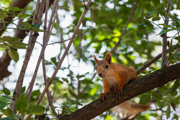 Curious red squirrel looking into camera while sitting on tree branch in summer woodland park outdoors