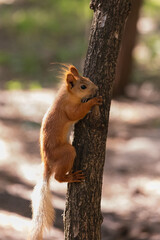 Curious red squirrel peeking out from behind a  tree trunk in summer woodland park outdoors