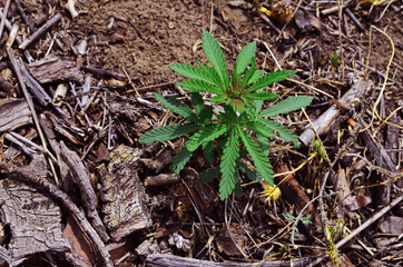 
Small bush wild-growing marijuana