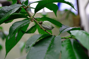 
Unripe peach on a tree
