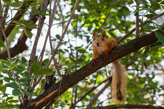 Smiling red squirrel with fluffy tail looking into camera while sitting on tree branch in summer woodland park outdoors