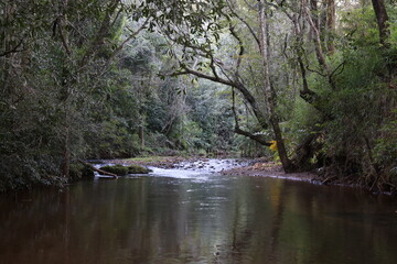 river in the forest