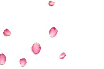  In selective focus a group of sweet pink rose corollas on white isolated background