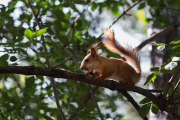 Pretty red squirrel backlighted climbing tiny tree branch