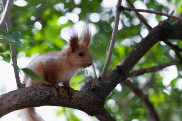 Red squirrel close up photo sitting on branch looking away in green woodland park