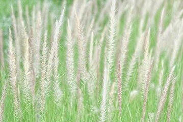 Fototapeta premium Blurred a group of sweet white wild grass flower blossom in a field with sun light and green nature background 