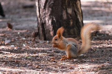 Red squirrel sitting hind legs on the ground and eat nut