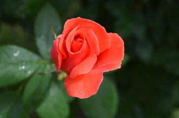 red rose with water drops