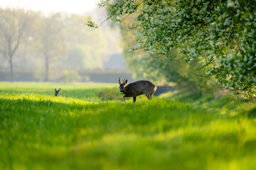 Rehe in der Morgensonne am Steinhorster Becken, Wilde Tiere, Wildlife, Delbrück, Paderborn, Deutschland